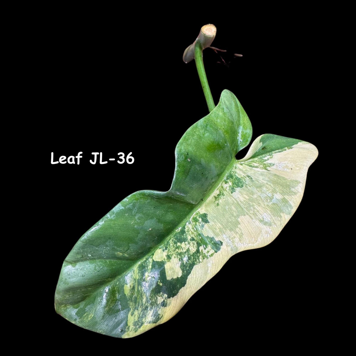 Philodendron Bipennifolium Variegated- Variegated Philodendron Bipennifolium Cutting - Exact SAME Plant - US Seller