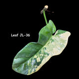 Philodendron Bipennifolium Variegated- Variegated Philodendron Bipennifolium Cutting - Exact SAME Plant - US Seller