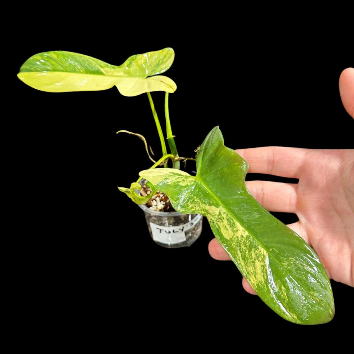 Variegated Philodendron Bipennifolium in a Nursery Pot - Philodendron Bipennifolium Potted Plant - Exact SAME Plant - US Seller