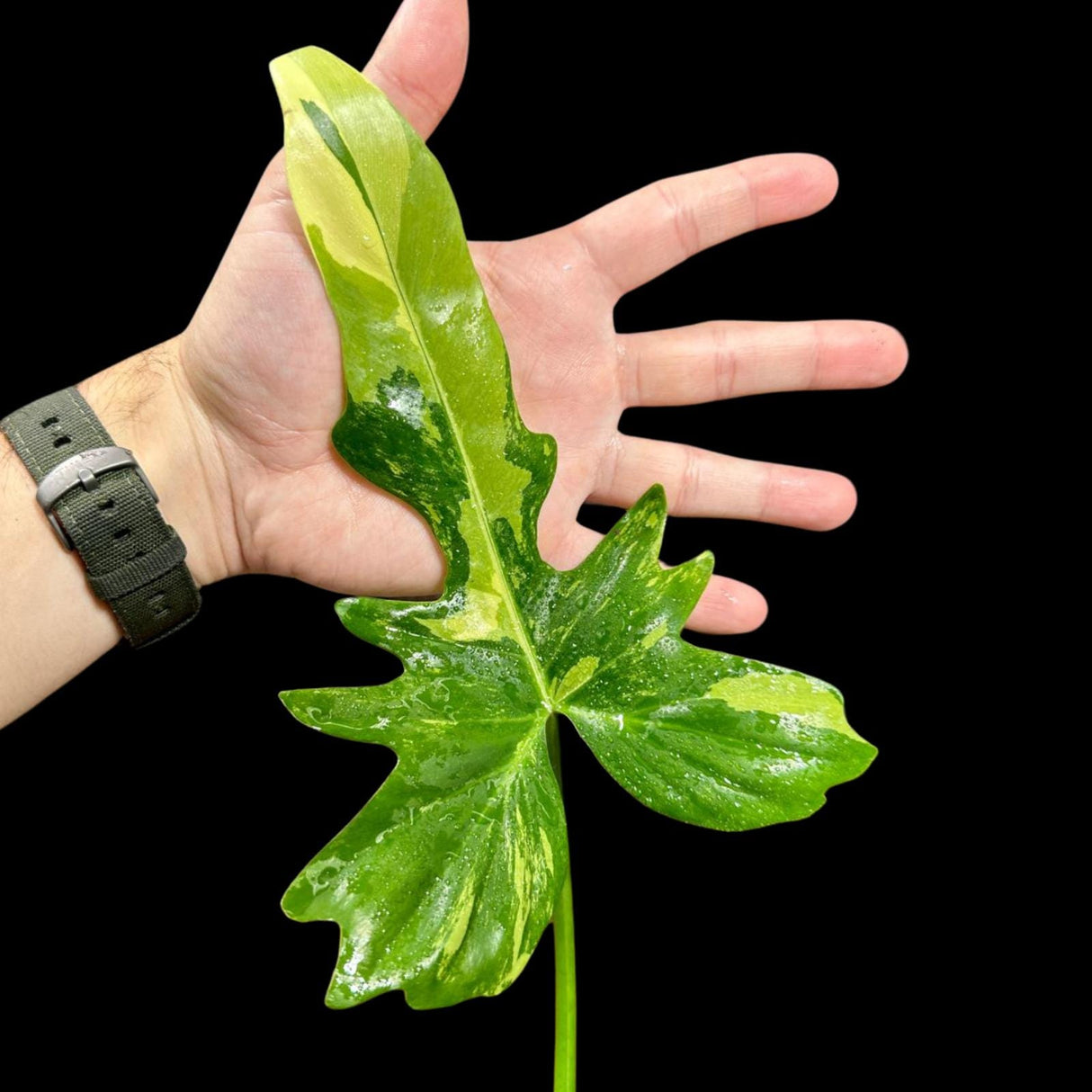 Philodendron Golden Dragon Variegated Established Plant in a Nursery Pot- Collector Rare Indoor Plants - SIMILAR plant - USA Seller