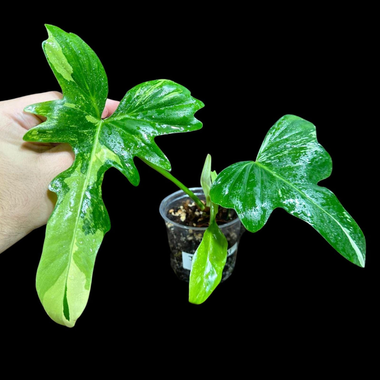 Philodendron Golden Dragon Variegated Established Plant in a Nursery Pot- Collector Rare Indoor Plants - SIMILAR plant - USA Seller