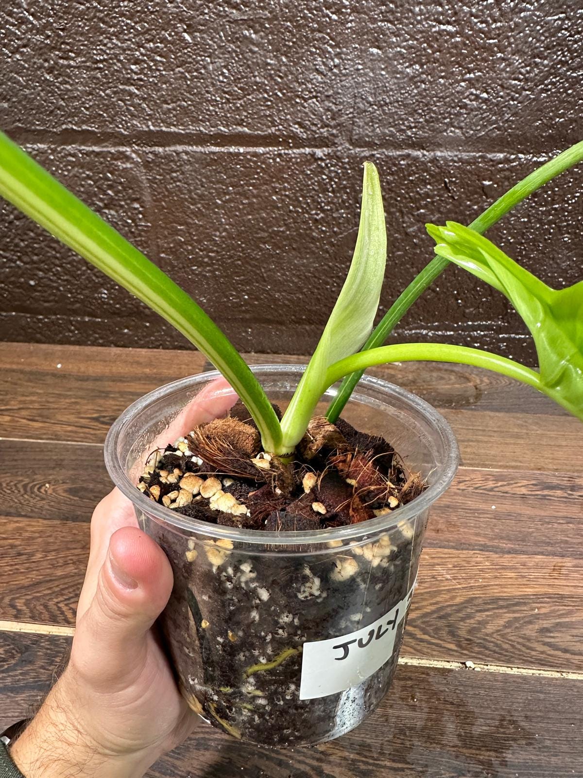 Philodendron Golden Dragon Variegated Established Plant in a Nursery Pot- Collector Rare Indoor Plants - SIMILAR plant - USA Seller