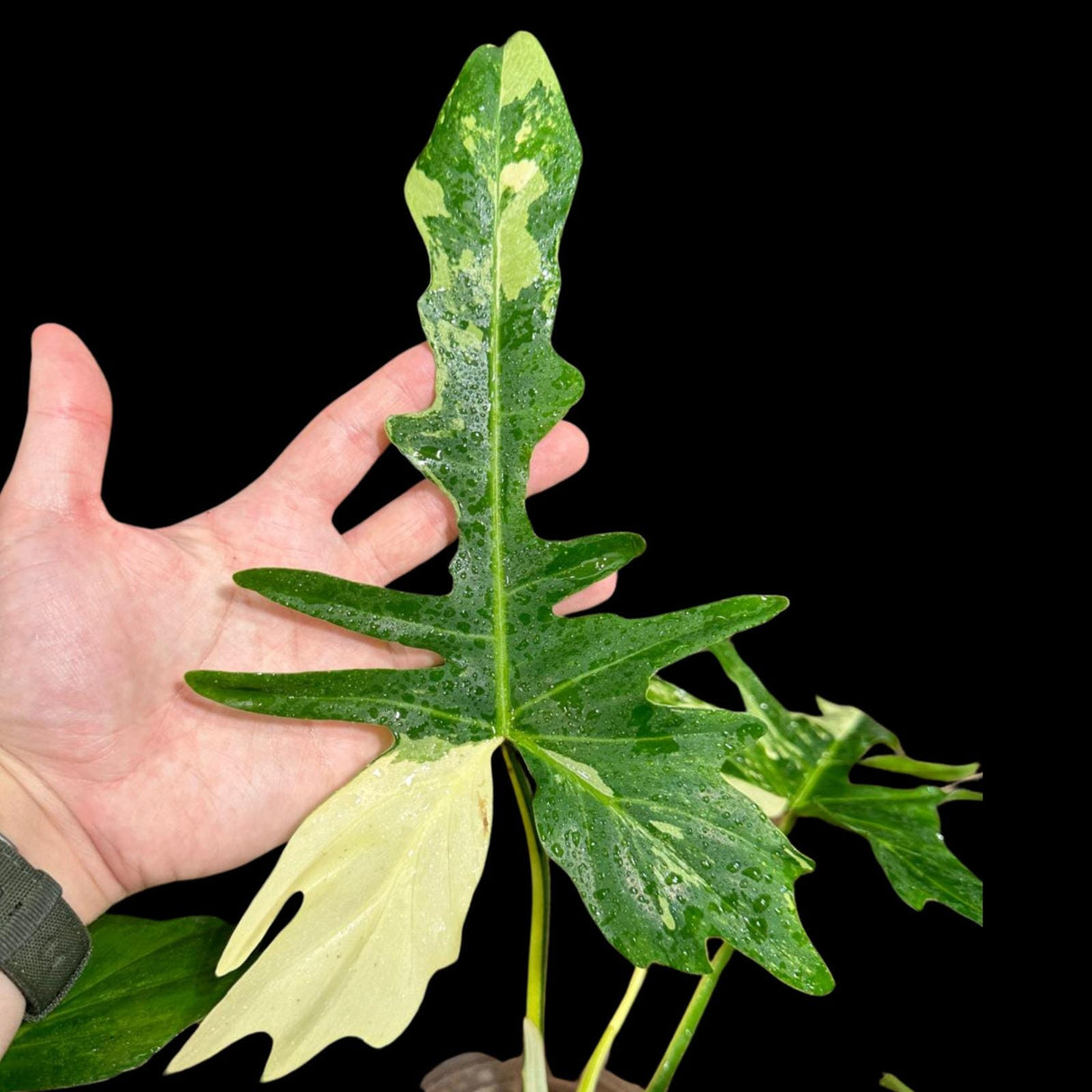 Philodendron Golden Dragon Variegated Established Plant in a Nursery Pot- Collector Rare Indoor Plants - EXACT SAME plant - USA Seller