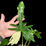 Philodendron Golden Dragon Variegated Established Plant in a Nursery Pot- Collector Rare Indoor Plants - EXACT SAME plant - USA Seller
