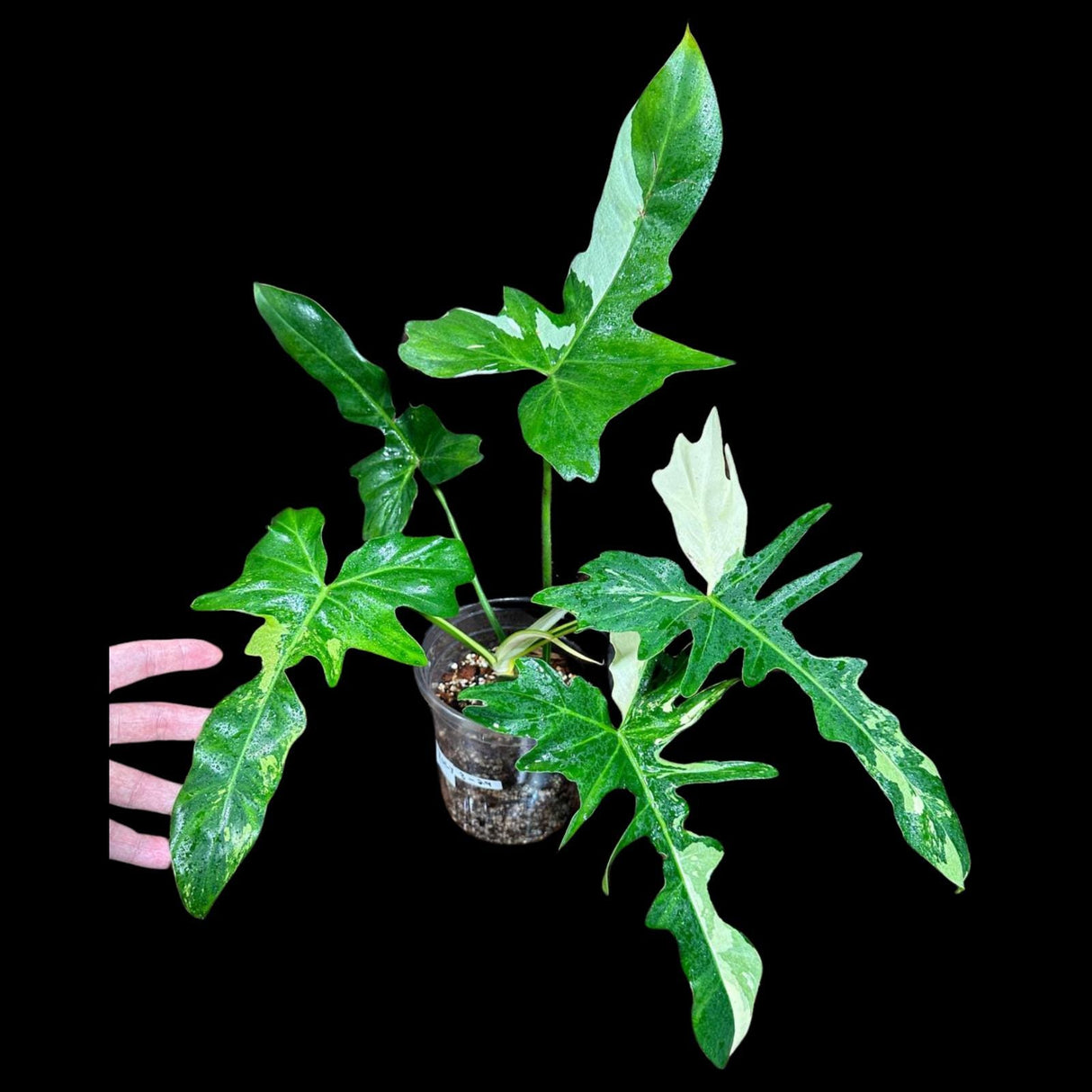 Philodendron Golden Dragon Variegated Established Plant in a Nursery Pot- Collector Rare Indoor Plants - EXACT SAME plant - USA Seller