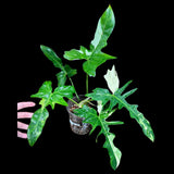 Philodendron Golden Dragon Variegated Established Plant in a Nursery Pot- Collector Rare Indoor Plants - EXACT SAME plant - USA Seller