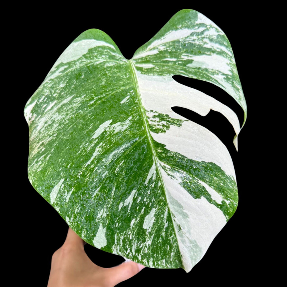 Variegated Monstera Albo Plant in a Nursery Pot - Highly Variegated Monstera ALBO Top Cut Potted Plant - Rare Houseplant - US SELLER