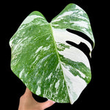 Variegated Monstera Albo Plant in a Nursery Pot - Highly Variegated Monstera ALBO Top Cut Potted Plant - Rare Houseplant - US SELLER