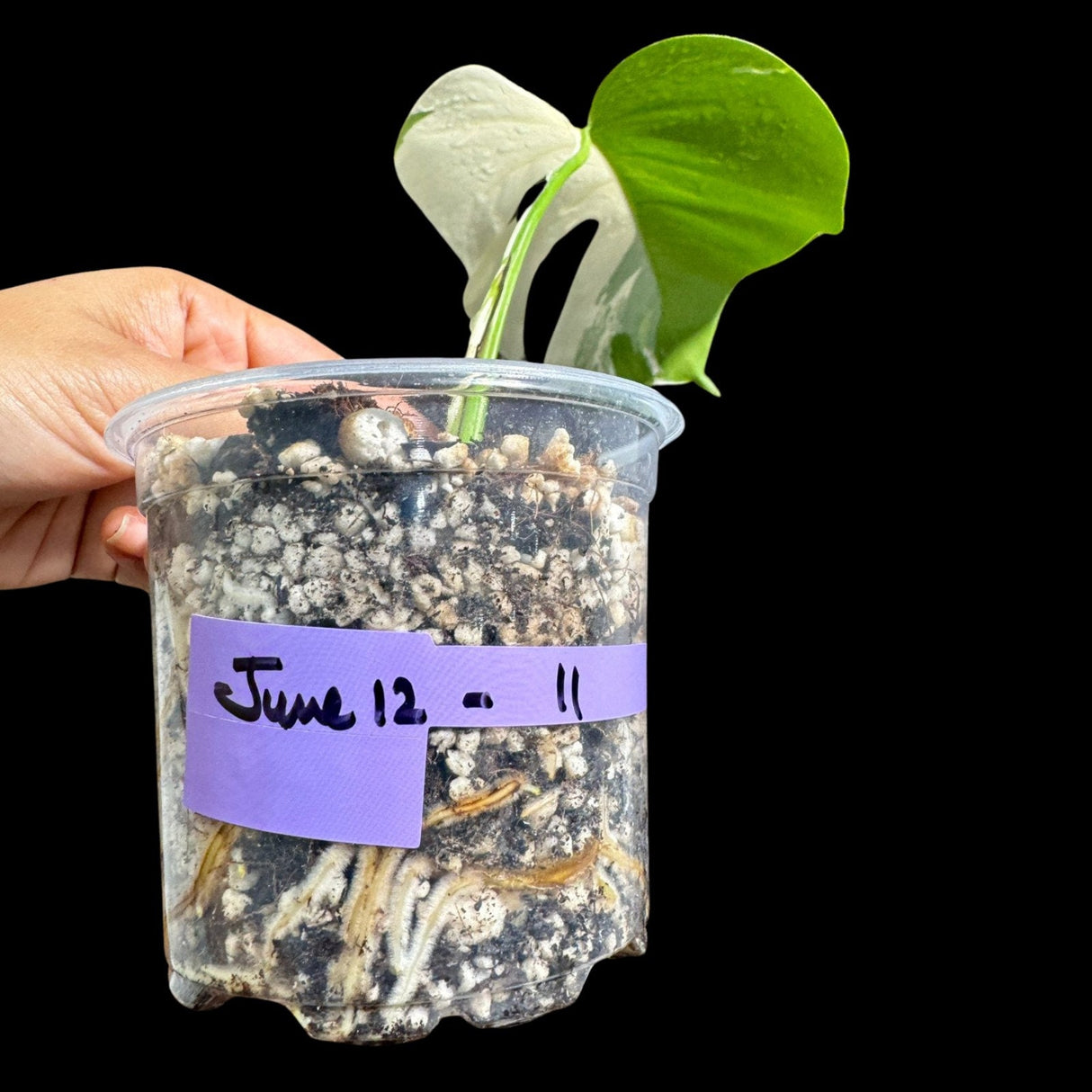 Variegated Monstera Albo Plant in a Nursery Pot - Highly Variegated Monstera ALBO Top Cut Potted Plant - Rare Houseplant - US SELLER