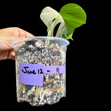 Variegated Monstera Albo Plant in a Nursery Pot - Highly Variegated Monstera ALBO Top Cut Potted Plant - Rare Houseplant - US SELLER