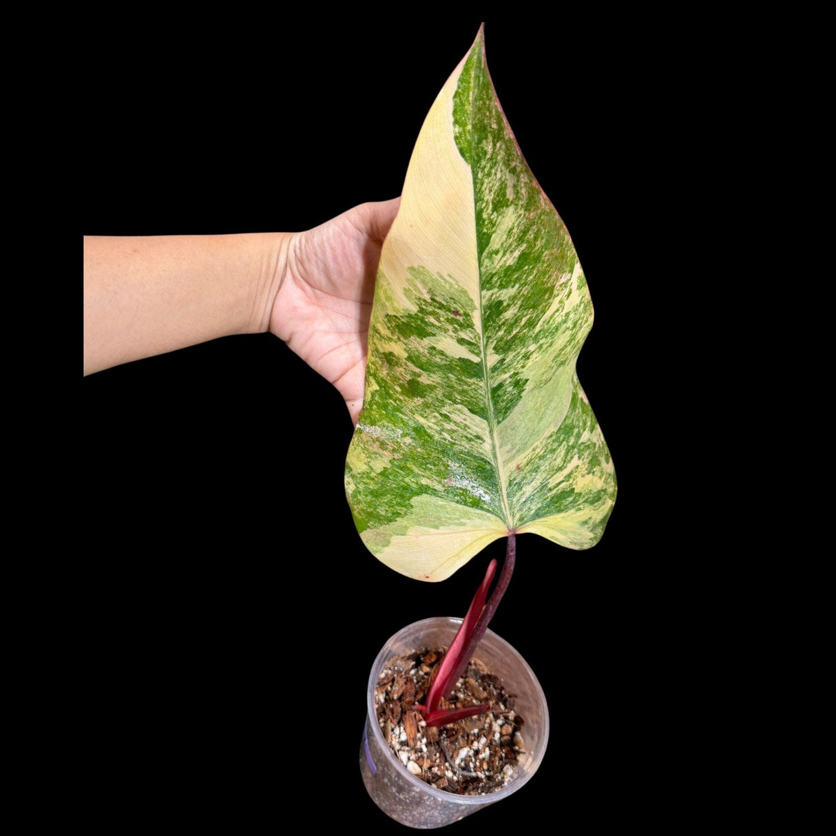 Variegated Philodendron Strawberry Shake in a Nursery Pot - Large Strawberry Shake RARE Collector Plant - Tropical Houseplants