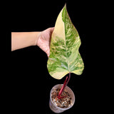 Variegated Philodendron Strawberry Shake in a Nursery Pot - Large Strawberry Shake RARE Collector Plant - Tropical Houseplants