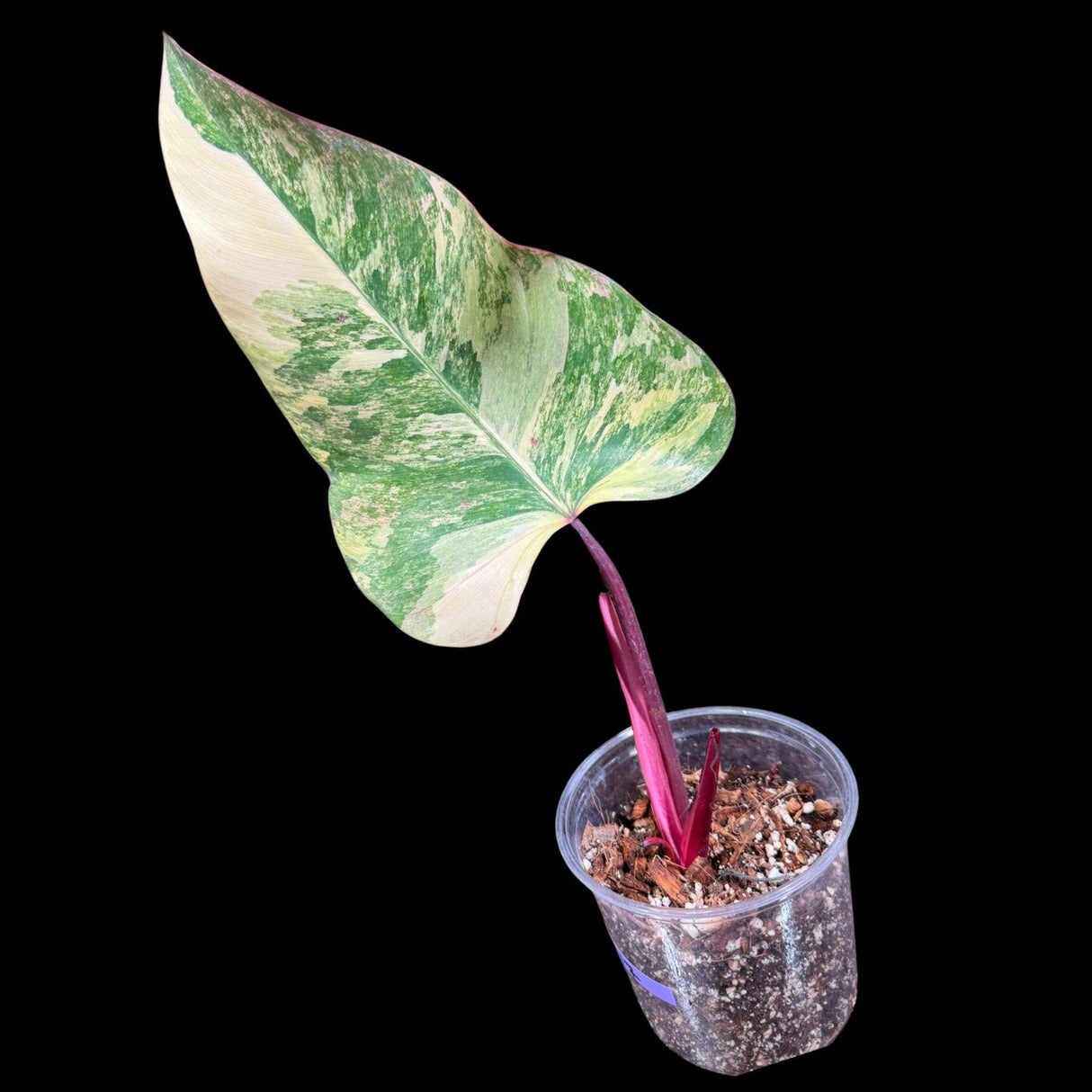 Variegated Philodendron Strawberry Shake in a Nursery Pot - Large Strawberry Shake RARE Collector Plant - Tropical Houseplants
