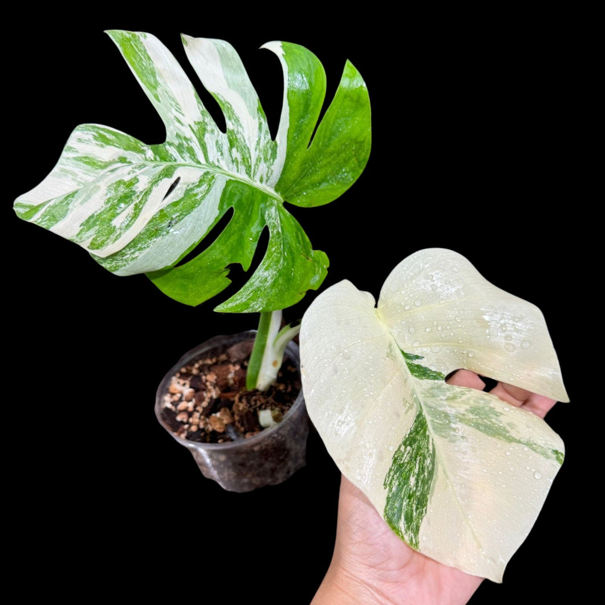 Variegated Monstera Albo Plant - Rare Indoor White Monstera Albo Borsigiana Plant - Albo Monstera Potted Plant - US Seller - Rare Houseplant