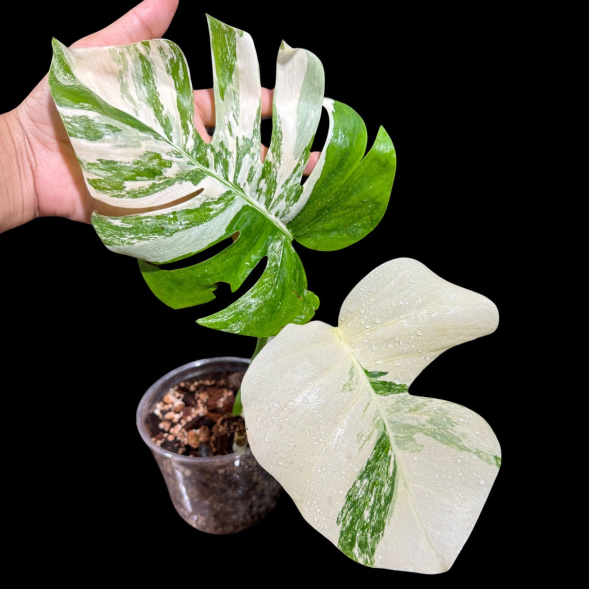 Variegated Monstera Albo Plant - Rare Indoor White Monstera Albo Borsigiana Plant - Albo Monstera Potted Plant - US Seller - Rare Houseplant