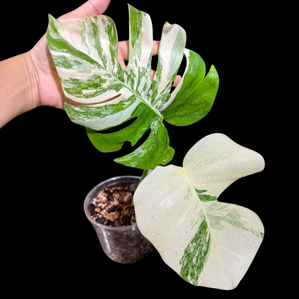 Variegated Monstera Albo Plant - Rare Indoor White Monstera Albo Borsigiana Plant - Albo Monstera Potted Plant - US Seller - Rare Houseplant