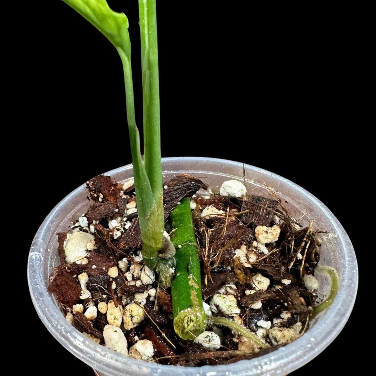 RARE Monstera Obliqua Peru Plant  | SAME Pot as images | US Seller