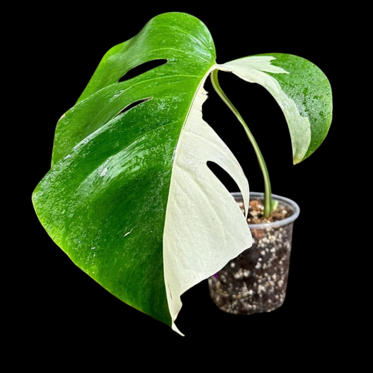 Variegated Monstera Albo Plant in a Nursery Pot - Highly Variegated Monstera ALBO Top Cut Potted Plant - Rare Houseplant - US SELLER