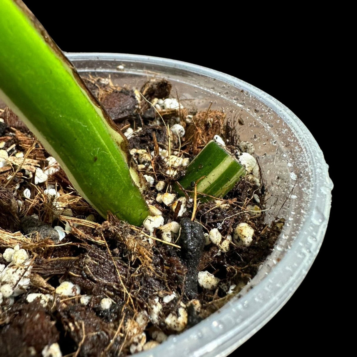 Variegated Monstera Albo Plant in a Nursery Pot - Highly Variegated Monstera ALBO Top Cut Potted Plant - Rare Houseplant - US SELLER