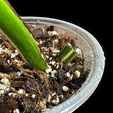 Variegated Monstera Albo Plant in a Nursery Pot - Highly Variegated Monstera ALBO Top Cut Potted Plant - Rare Houseplant - US SELLER
