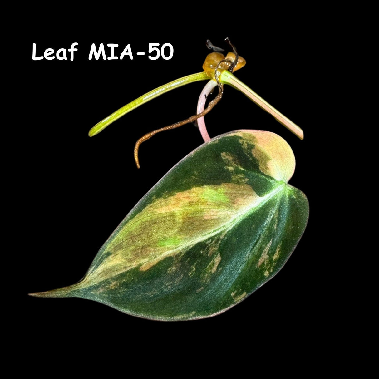 Rare Variegated Philodendron Mican Aurea Variegated Leaf Cutting - Rare Aroid Plant - Best Birthday Gift - Live Plant - US SELLER