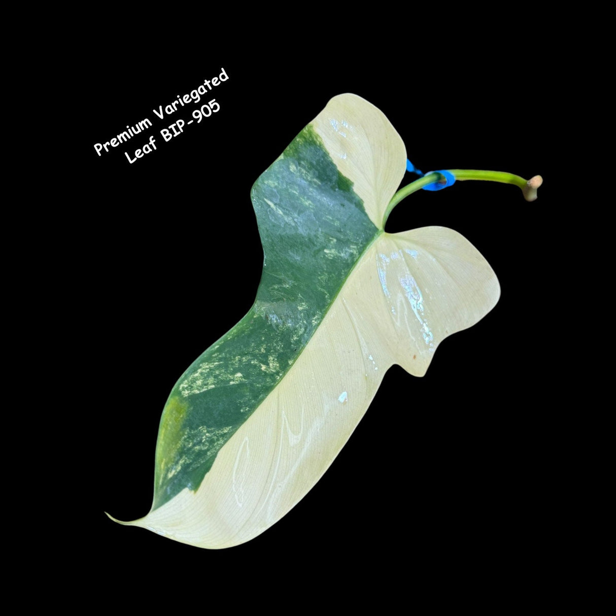 Philodendron Rooted Bipennifolium Variegated- High Variegated Philodendron Bipennifolium Cutting - Exact SAME Plant - US Seller