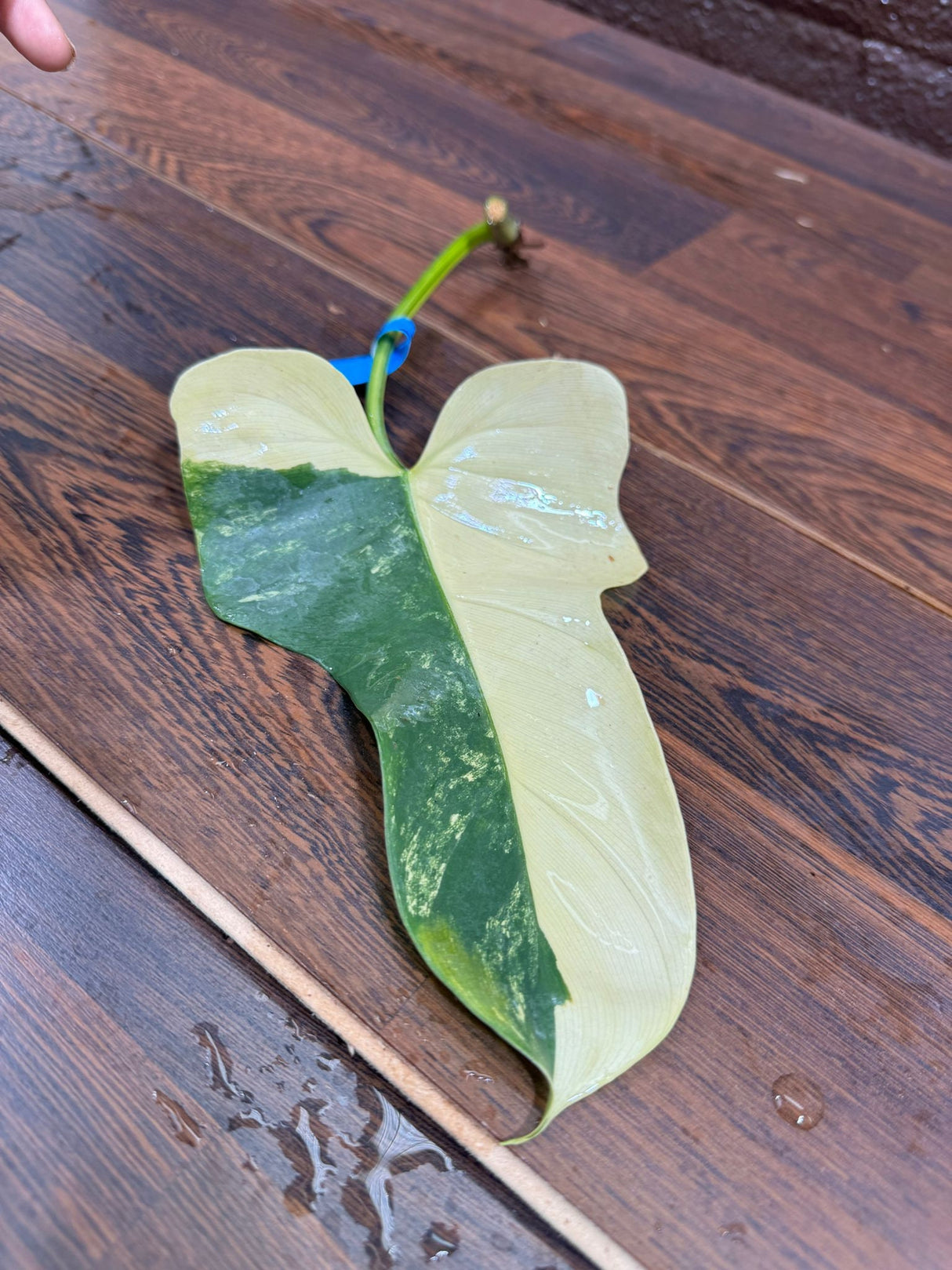 Philodendron Rooted Bipennifolium Variegated- High Variegated Philodendron Bipennifolium Cutting - Exact SAME Plant - US Seller