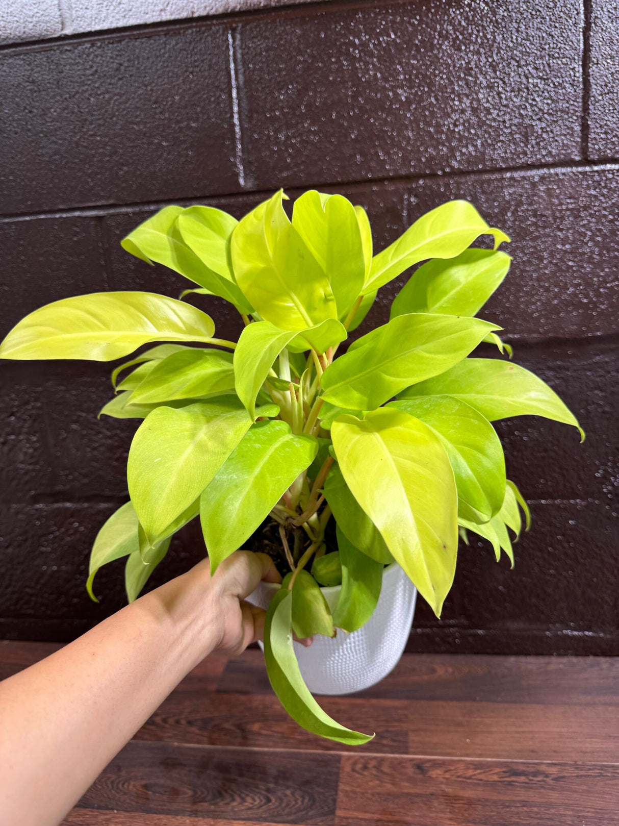 Lemon Lime Philodendron- Neon philodendron 6" pot - Philodendron Cordatum - Hederaceum - Lemon Lime - neon cordatum