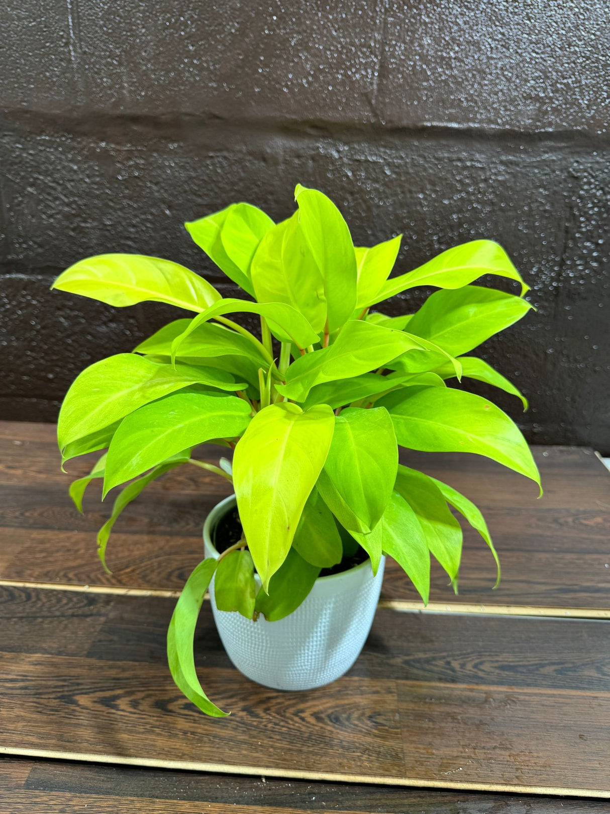 Lemon Lime Philodendron- Neon philodendron 6" pot - Philodendron Cordatum - Hederaceum - Lemon Lime - neon cordatum