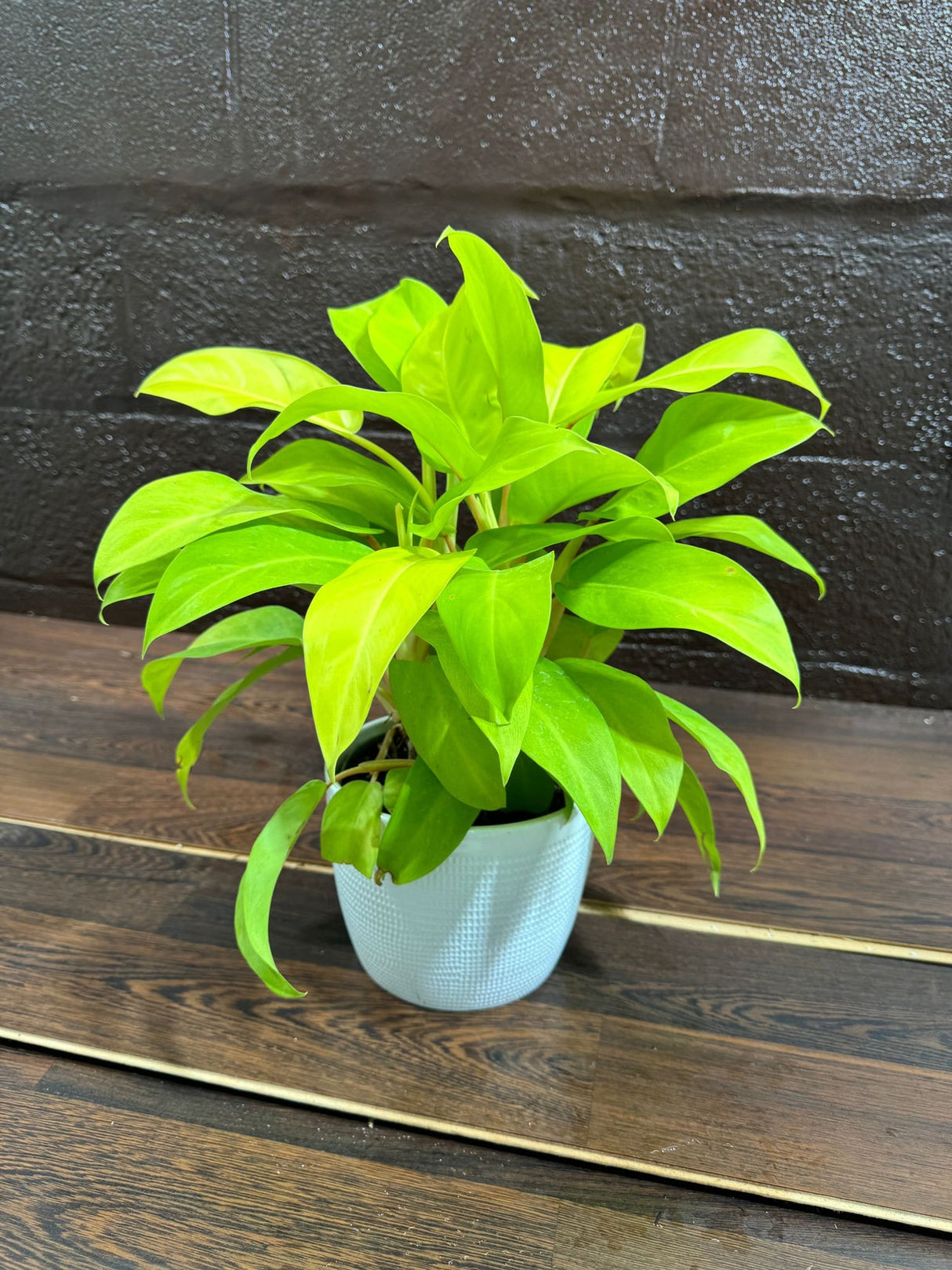 Lemon Lime Philodendron- Neon philodendron 6" pot - Philodendron Cordatum - Hederaceum - Lemon Lime - neon cordatum