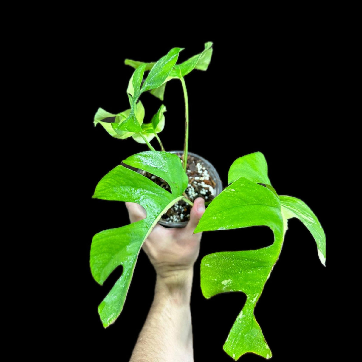 Rare Variegated Rhaphidophora Tetrasperma Aurea in a Nursery Pot - Rare Collector Plant- Low Light Indoor Plant - Grower's Choice -US Seller