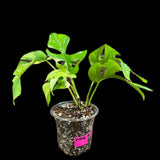 Rare Variegated Rhaphidophora Tetrasperma Aurea in a Nursery Pot - Rare Collector Plant- Low Light Indoor Plant - Grower's Choice -US Seller