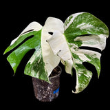 Variegated Monstera Albo Plant - Rare Indoor White Monstera Albo Borsigiana Plant - Albo Monstera - US Seller - Similar Plant