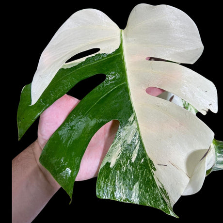 Variegated Monstera Albo Plant - Rare Indoor White Monstera Albo Borsigiana Plant - Albo Monstera - US Seller - Similar Plant