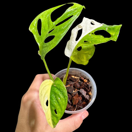 High Variegated White Monstera Adansonii Albo in a Nursery Pot - Swiss Cheese Half-Moon Leaf Potted Plant- Rare Collector Plant - US Seller