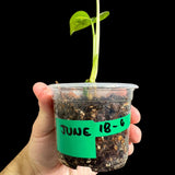 High Variegated White Monstera Adansonii Albo in a Nursery Pot - Swiss Cheese Potted Plant- Rare Collector Plant - US Seller