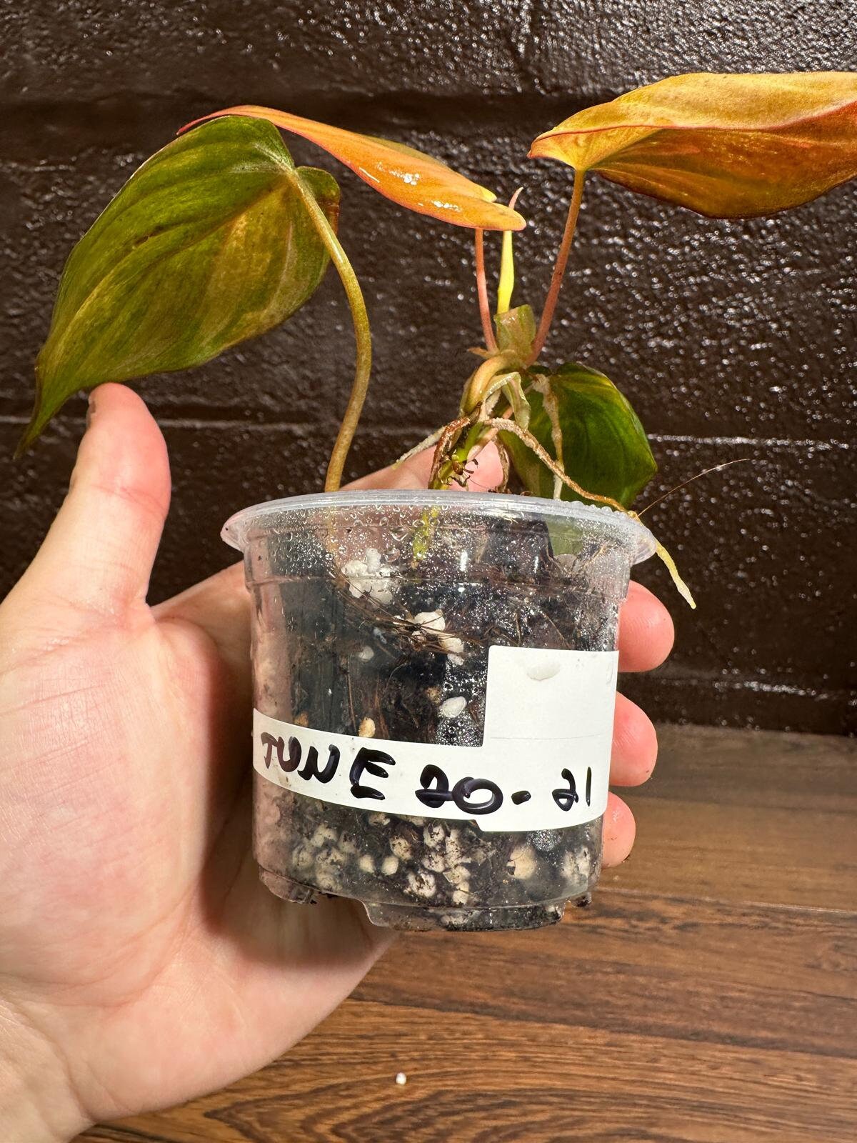 Rare Variegated Philodendron Mican Aurea in a Nursery Pot - Variegated Mican Potted Plant - US SELLER