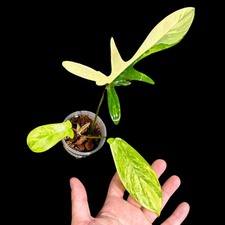 Variegated Philodendron Florida Beauty in a Nursery Pot - Extremely Rare Variegated Florida Beauty Live Indoor plant -Similar Potted Plant