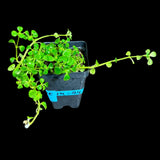 Pilea depressa "Baby Tears" In Nursery Pot