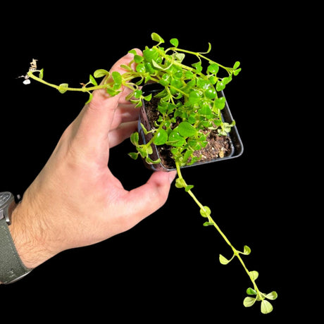 Pilea depressa "Baby Tears" In Nursery Pot