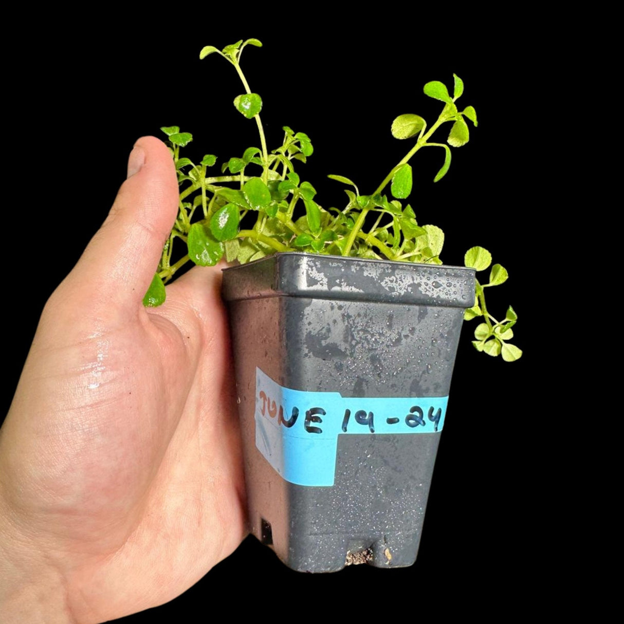 Pilea depressa "Baby Tears" In Nursery Pot