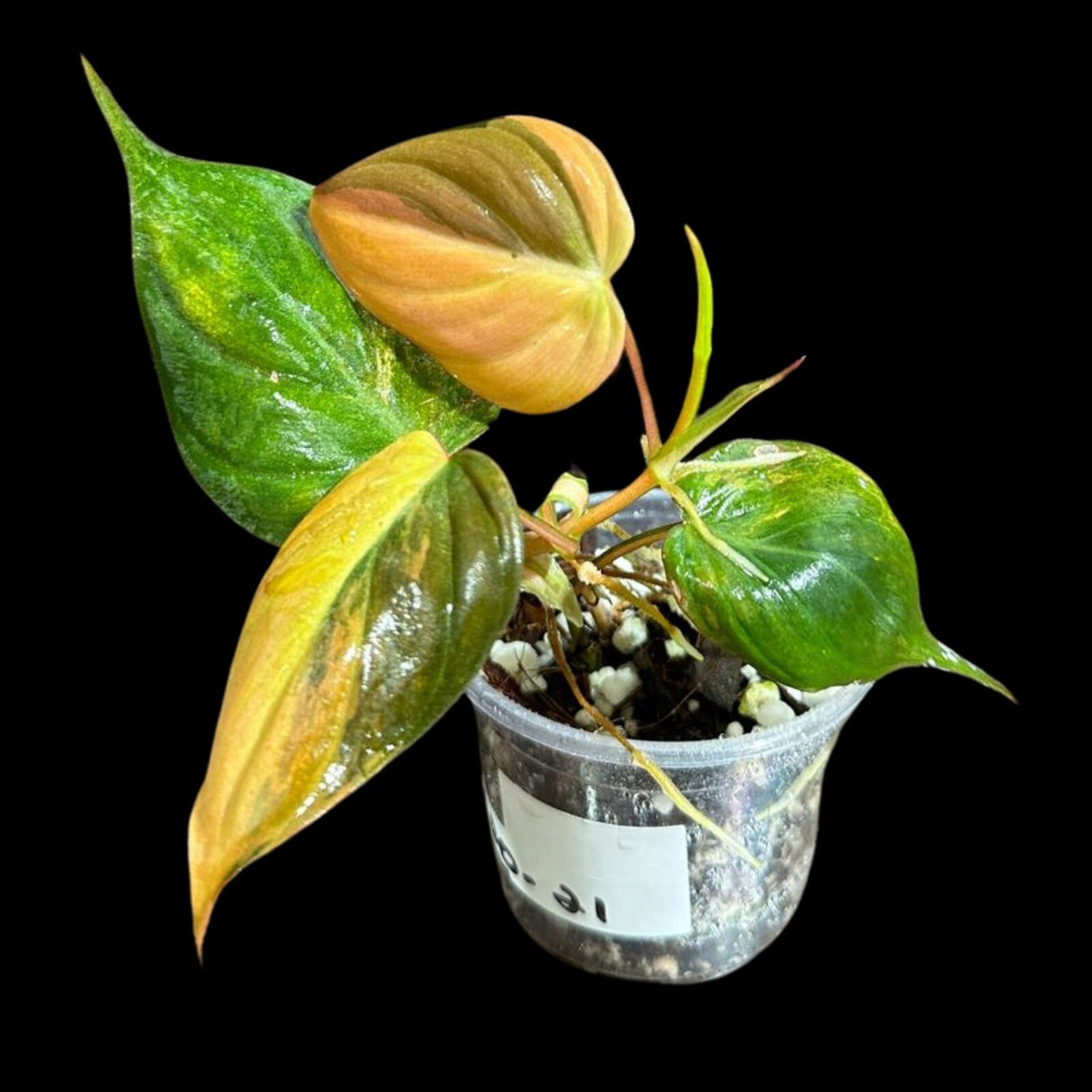 Rare Variegated Philodendron Mican Aurea in a Nursery Pot - Variegated Mican Potted Plant - US SELLER