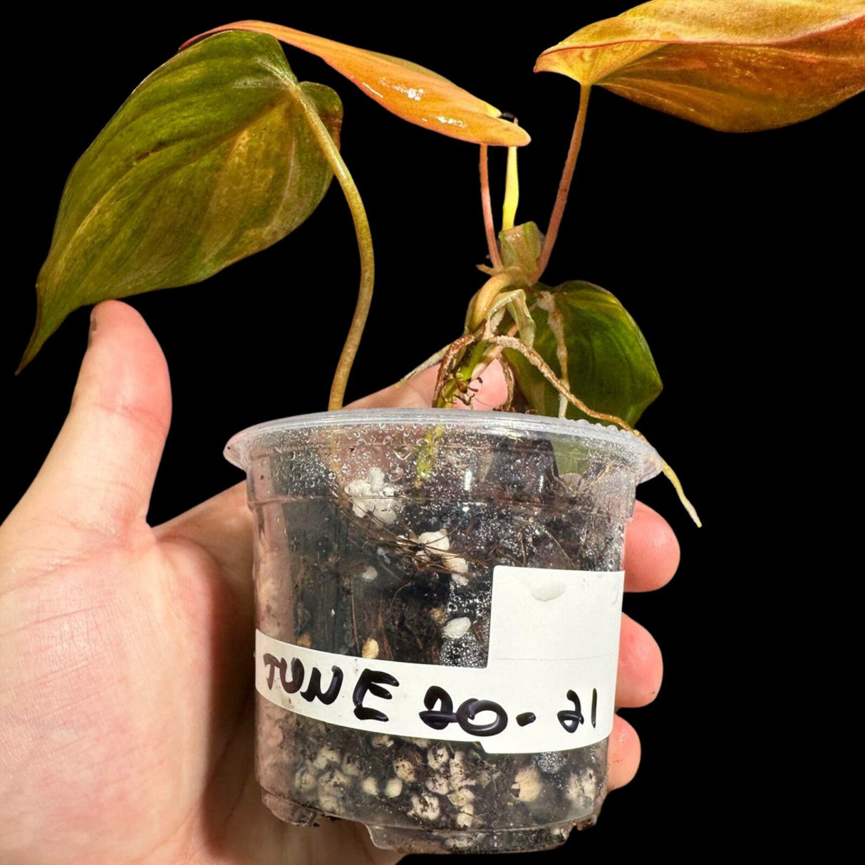 Rare Variegated Philodendron Mican Aurea in a Nursery Pot - Variegated Mican Potted Plant - US SELLER