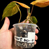 Rare Variegated Philodendron Mican Aurea in a Nursery Pot - Variegated Mican Potted Plant - US SELLER