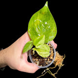 Rare Variegated Philodendron Mican Aurea in a Nursery Pot - High Variegated Mican Potted Plant - US SELLER - Potted Plant