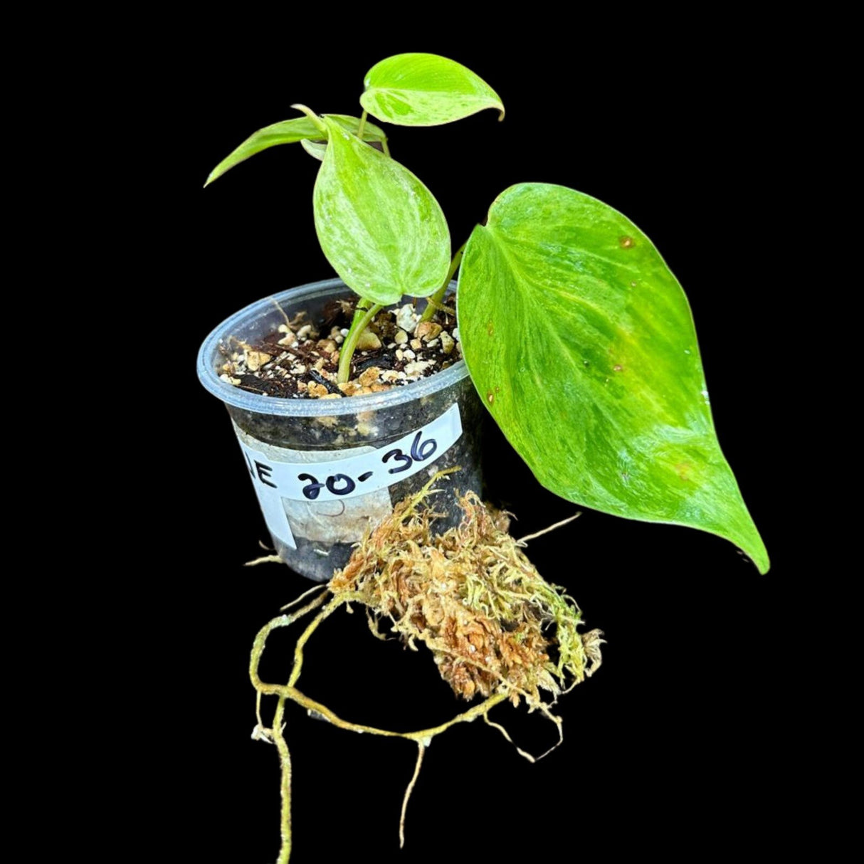 Rare Variegated Philodendron Mican Aurea in a Nursery Pot - High Variegated Mican Potted Plant - US SELLER - Potted Plant
