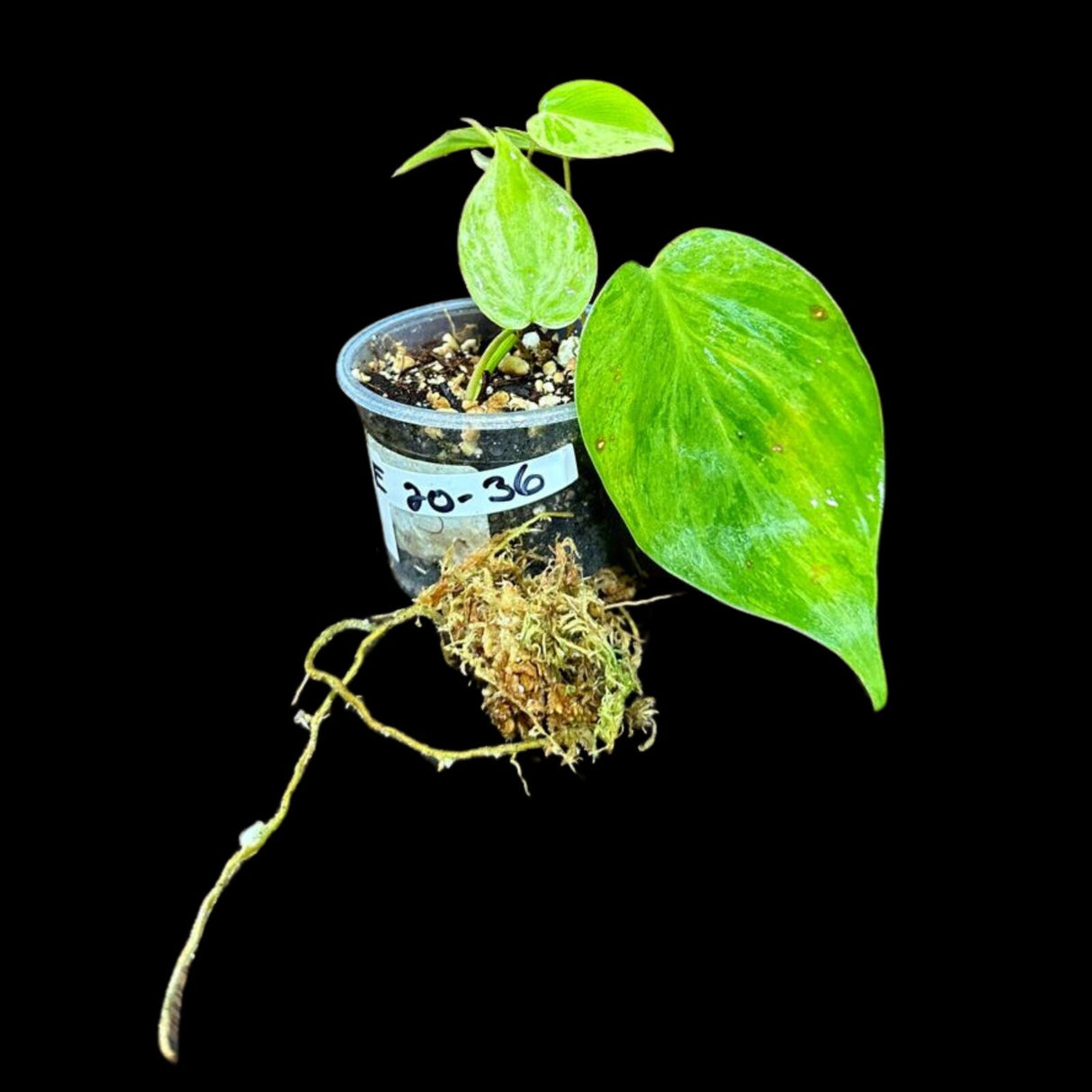 Rare Variegated Philodendron Mican Aurea in a Nursery Pot - High Variegated Mican Potted Plant - US SELLER - Potted Plant