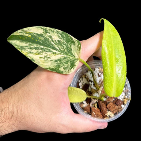 Variegated Monstera Standleyana Aurea in a Nursery Pot | Tropical Houseplant | Indoor House Plant-SAME Potted Plant as images | US Seller