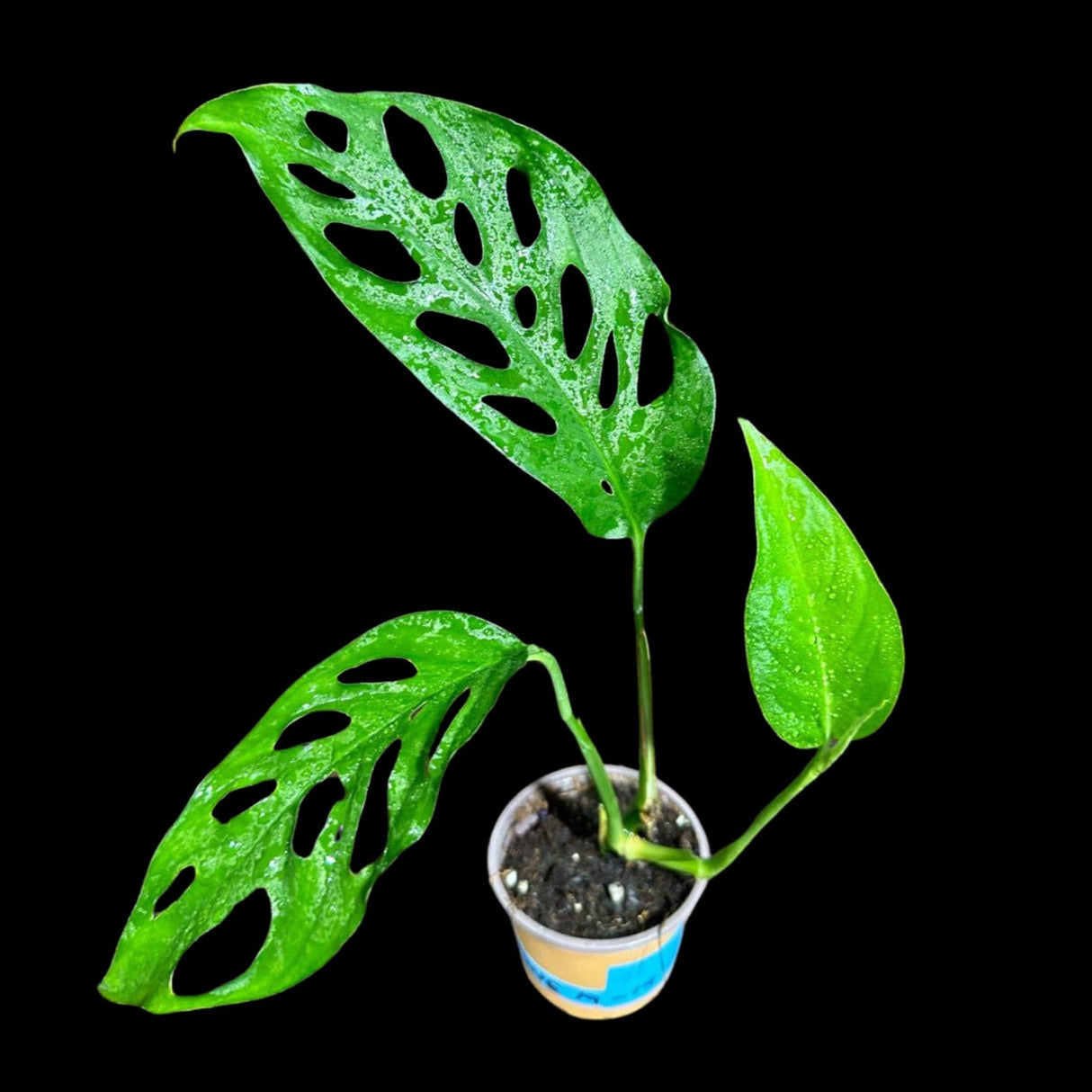 Swiss Chees Plant in a Nursery Pot - Monstera Adansonii - Swees Cheese Potted Plant- Live indoor plant-monstera Pot - air purification plant