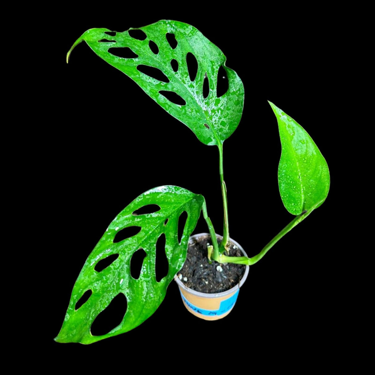 Swiss Chees Plant in a Nursery Pot - Monstera Adansonii - Swees Cheese Potted Plant- Live indoor plant-monstera Pot - air purification plant